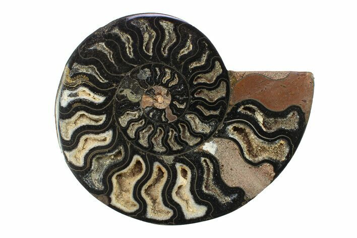 Cut & Polished Ammonite Fossil (Half) - Unusual Black Color #281449